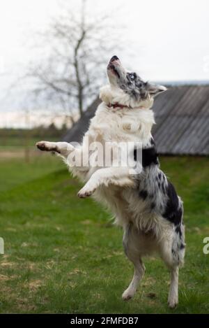 Der schwarz-weiße Border Collie steht auf zwei Hinterbeinen Beine auf dem grünen Gras Stockfoto