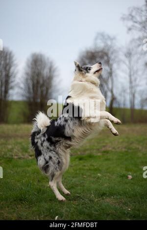 Schwarz-weißer Border-Collie, der auf dem grünen Gras springt Stockfoto