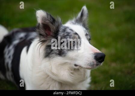 Nahaufnahme eines schwarz-weißen Border Collie mit einem braunen Auge. Stockfoto