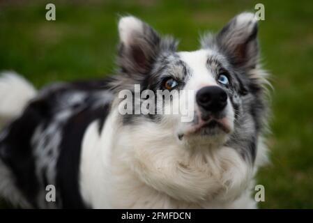 Nahaufnahme eines schwarz-weißen Border Collie mit braunen und blauen Augen. Stockfoto