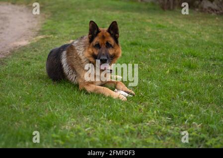 Schäferhund liegt auf einem grünen Feld und schaut Direkt in die Kamera Stockfoto