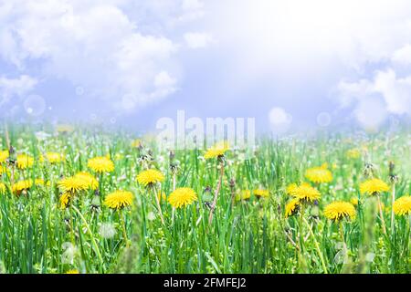Gelber Elandelion. Helle Blüten von Dandelionen auf dem Hintergrund von grünen Frühlingswiesen. Im Frühling stehen die Elendelionen. Stockfoto