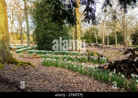 Reihen von weißen Frühlingsnarzissen in den Bäumen von Trentham Gärten in der Nähe von Stoke auf Trent Staffordshire Stockfoto