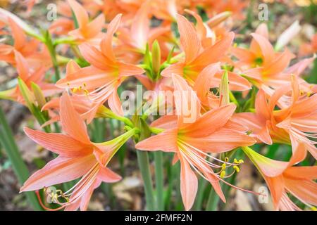 Hintergrund Amaryllis Blumen Natur schön Stockfoto