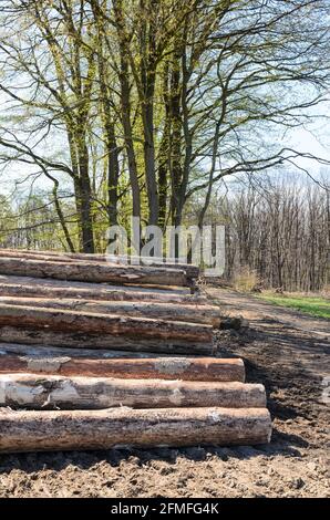 Stapel von nummerierten gefällten Bäumen auf einem Holzhof oder Holzfällergelände, Baumstämme oder Holzstämme im Wald, Querschnitt, Abholzung in Deutschland Stockfoto