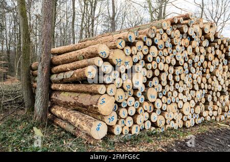 Stapel von nummerierten gefällten Bäumen auf einem Holzhof oder Holzfällergelände, Baumstämme oder Holzstämme im Wald, Querschnitt, Abholzung in Deutschland Stockfoto