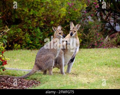 Zwei wilde, rothalsige Wallabys (Macropus rufogriseus) in einem privaten Garten in Queensland, Australien. Mann und Frau spielen zusammen. Stockfoto