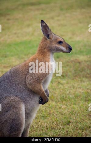 Profil eines wilden männlichen Rothalswallabys (Macropus rufogriseus), der einen privaten Garten besucht, Queensland, Australien. Auf dem Rasen stehen. Stockfoto