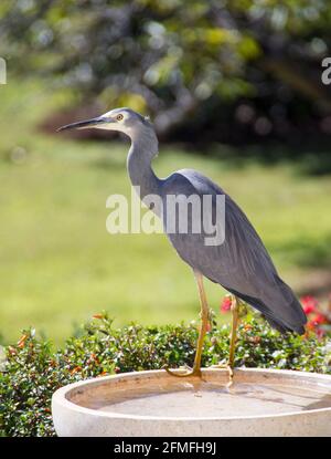 Weißgesichtige Reiher, Egretta novaehollandiae, der häufigste Reiher in Australien, auf einem Vogelbad in einem privaten Garten in Queensland, Stockfoto