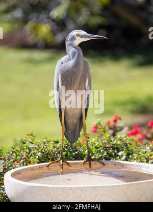 Weißgesichtige Reiher, Egretta novaehollandiae, der häufigste Reiher in Australien, auf einem Vogelbad in einem privaten Garten in Queensland, Stockfoto