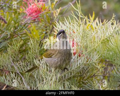 Der Honigfresser des australischen Lewin, Meliphaga lewinii, thront in einem grevillea-Busch und ernährt sich von Nektar. Privater Garten, Winter, Queensland Stockfoto