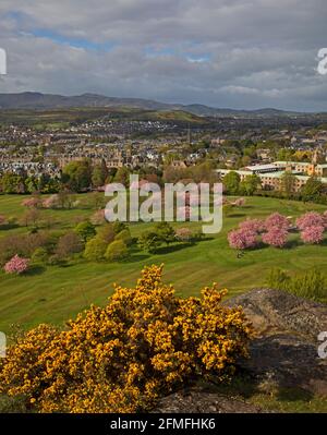 Edinburgh, Schottland, Vereinigtes Königreich Wetter. Mai 2021. Bewölkt Hell und milder bei 11 Grad im Holyrood Park mit Blick über den Prestonfield Golfplatz zu den Blackford Hills und Hillend mit den Pentland Hills im Hintergrund. Im Bild: Der gelb blühende Gorse- oder Whinbusch im Untergrund, der zu einer Vielzahl von Bäumen führt, darunter auch rosafarbene Blütenbäume auf dem Golfplatz. Quelle: Arch White/Alamy Live News. Stockfoto