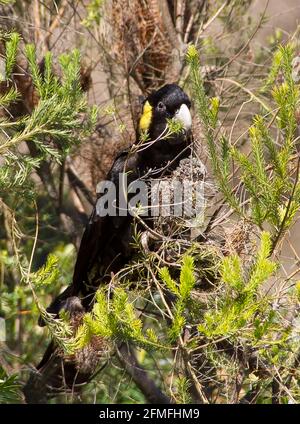 Weibliche, gelbschwanzige schwarze Kakadu, Calyptorhynchus funereus, die im Herbst in einem australischen Garten Samen in einem Callistemon-Baum (Flaschenbürste) fressen. Stockfoto