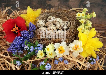 Wachteleier in einem natürlichen Nest mit frischen Frühlingsblumen aus Primeln, Narzissen & Traubenhyazinthen auf rustikalem Holz. Gesundes Lebensmittelkonzept. Stockfoto