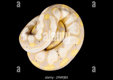 Die Kugelpython (Python regius) ist eine der beliebtesten Tierschlangen-Arten der Welt. Sie werden in einer großen Vielfalt von Farben gezüchtet. Stockfoto