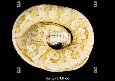 Die Kugelpython (Python regius) ist eine der beliebtesten Tierschlangen-Arten der Welt. Sie werden in einer großen Vielfalt von Farben gezüchtet. Stockfoto