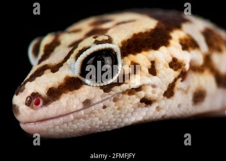 Fettschwanzgecko (Hemitheconys Caudinctus) Stockfoto