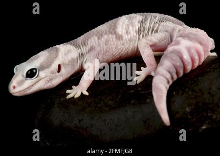 Fettschwanzgecko (Hemitheconys Caudinctus) Stockfoto