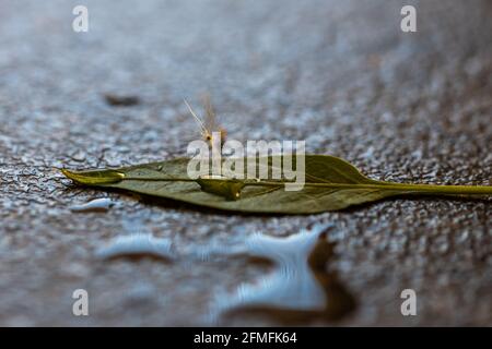 Dandelion auf einem Blatt Stockfoto