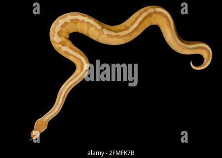 Die Kugelpython (Python regius) ist eine der beliebtesten Tierschlangen-Arten der Welt. Sie werden in einer großen Vielfalt von Farben gezüchtet. Stockfoto