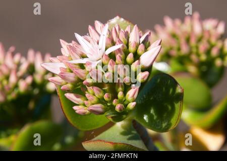 Sydney Australien, crassula ovata oder Jadepflanze, hat kleine rosa oder weiße Blüten ist eine gewöhnliche Zimmerpflanze, aber heimisch in der KwaZulu-Natal und Eastern Cap Stockfoto