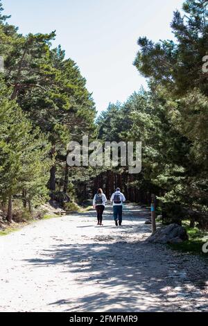 Ein paar Wanderer auf einem Weg in den Wald. Vertikale Fotografie. Stockfoto