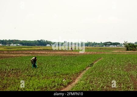 Sehr schönes Jutefeld in Bangladesch Stockfoto