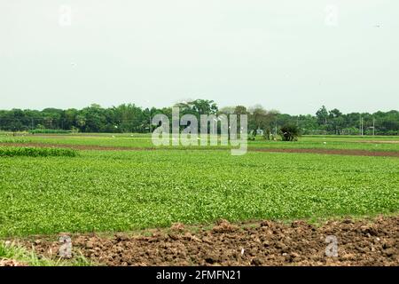 Sehr schönes Jutefeld in Bangladesch Stockfoto