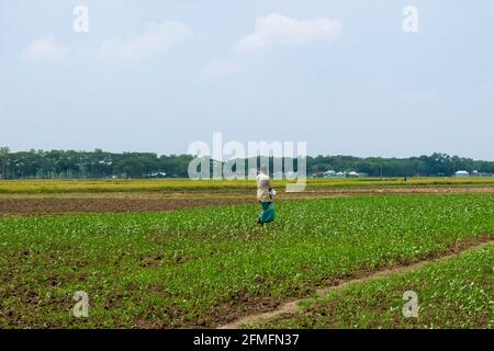 Sehr schönes Jutefeld in Bangladesch Stockfoto