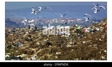 Mülldeponie, im Besitz von Cory Enviromental Waste Management Ltd. In der Nähe von Stanford-le-Hope, Thurrock, Essex.pic David Sandison 21/2/2003 Stockfoto