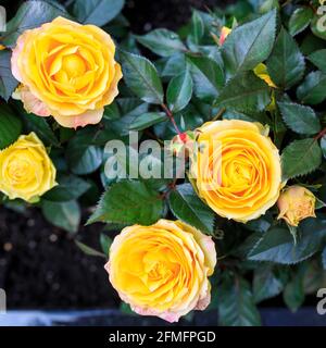 Verschiedene Sorten von Rosen im Freien in einem Blumenbeet als Dekoration des Parks. Frühling Stockfoto