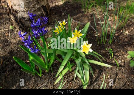Tulpa biebersteiniana. Gelb-weiße stachelige Tulpen und blaue Hyazinthen. Tulipa scythica sylvestris. Gelbe seltene Wiesenblüte Tulpe blüht im april. D Stockfoto