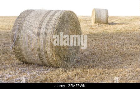 Zwei Heustapel auf trockenem Gras isoliert auf weißem Hintergrund Stockfoto