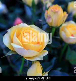 Verschiedene Sorten von Rosen im Freien in einem Blumenbeet als Dekoration des Parks. Frühling Stockfoto