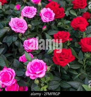 Verschiedene Sorten von Rosen im Freien in einem Blumenbeet als Dekoration des Parks. Frühling Stockfoto