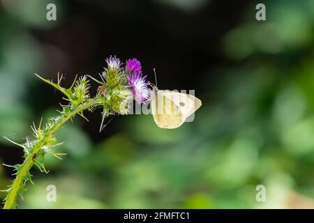 Pieris brassicae, der große Weiße, auch Kohlschmetterling, Kohlweiß, Kohlmotte oder in Indien der große Kohlweiß genannt, ist ein Schmetterling Stockfoto