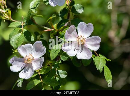 Rosa canina, allgemein bekannt als die Hunderose, ist eine variabel kletternde, wilde Rosenart, die in Europa, Nordwestafrika und Westasien beheimatet ist. Es ist ein d Stockfoto