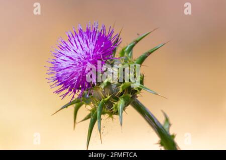Silybum marianum, gebräuchliche Namen, cardus marianus, Mariendistel, gesegnete Milchdistel, Mariendistel, Mariendistel. Diese Art ist eine jährliche oder biennia Stockfoto