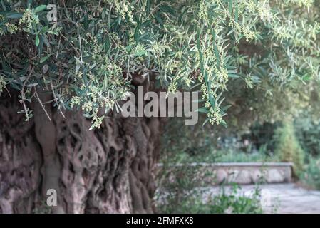 Alter Olivenbaum mit deformierten Rinden, die im Frühling blühen Stockfoto