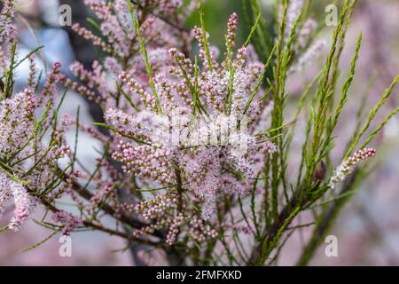 Weiche Blüte von Salz Zederngrün Pflanze mit rosa Blüten Stockfoto