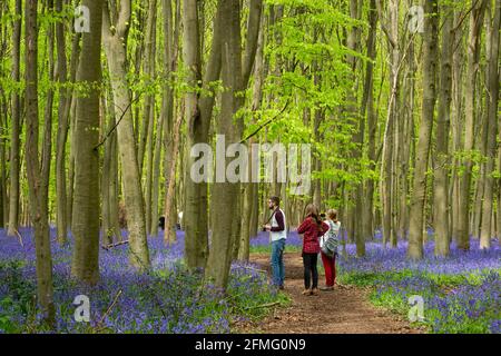 Chorleywood, Großbritannien. 9 Mai 2021. UK Wetter: Die Menschen sehen einheimische Bluebells (Hyacinthoides non-scripta) in Philipshill Wood in der Nähe von Chorleywood, Hertfordshire blühen, während sich das Wetter nach einigen Tagen Regen erwärmt. Der einheimische Bluebell ist unter dem Wildlife and Countryside Act (1981) geschützt, was bedeutet, dass Blumen nicht gepflückt und Zwiebeln nicht gegraben werden können. Kredit: Stephen Chung / Alamy Live Nachrichten Stockfoto