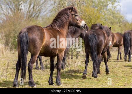 Exmoor Ponys frei Roaming auf Knepp Anwesen UK dunkle Bucht Färbung Teil von zwei Herden züchten und wild leben, Surfen in der Vegetation um. Stockfoto