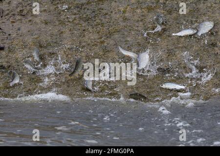 Süßwasserfische, die aus dem See ausgespült wurden, versuchten, in seichtem, schnell fließendem Wasser wieder auf eine Betonrampe zu schwimmen. Kakerlaken Silber schuppigen Fisch in Gefahr. Stockfoto