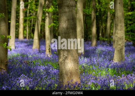 Chorleywood, Großbritannien. 9 Mai 2021. UK Wetter: Einheimische Bluebells (Hyacinthoides non-scripta) blühen in Philipshill Wood in der Nähe von Chorleywood, Hertfordshire, während sich das Wetter nach ein paar Tagen Regen erwärmt. Der einheimische Bluebell ist unter dem Wildlife and Countryside Act (1981) geschützt, was bedeutet, dass Blumen nicht gepflückt und Zwiebeln nicht gegraben werden können. Kredit: Stephen Chung / Alamy Live Nachrichten Stockfoto