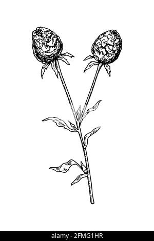 Handgezeichnete Klette isoliert auf Weiß. Vektorgrafik im Skizzenstil Stock Vektor