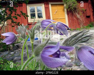 Passque Blume Pulsatilla rubra Cluster in voller Blüte vor dem alten roten Haus. Stockfoto