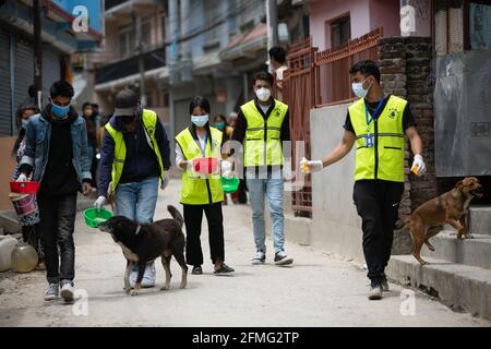 Nepalesische Jugendhelfer, die vom Tierschutz in Nepal betroffen sind, füttern am 11. Tag der Verbotsordnung aufgrund einer zweiten Welle der Coronavirus-Krankheit (COVID-19) in Kathmandu streunende Hunde. Die anhaltende landesweite Sperrung, die von der Regierung zur Eindämmung der Ausbreitung von COVID-19 verhängt wurde, hat es Straßenhunden schwer gemacht, zu überleben. Da die Straßenhunde früher auf die Nahrung der Einheimischen angewiesen waren, hat das Verbot, dass Menschen aus ihren Häusern treten, die Straßenhunde zu verhungern veranlasst. Stockfoto