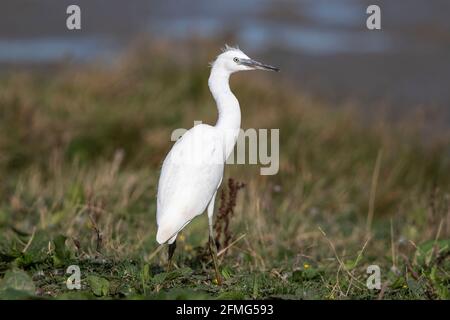 Kleiner Reiher, Egretta garzetta, junger Vogel, der in kurzer Vegetation steht, Norfolk, England, Vereinigtes Königreich Stockfoto