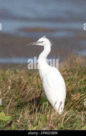 Kleiner Reiher, Egretta garzetta, junger Vogel, der in kurzer Vegetation steht, Norfolk, England, Vereinigtes Königreich Stockfoto