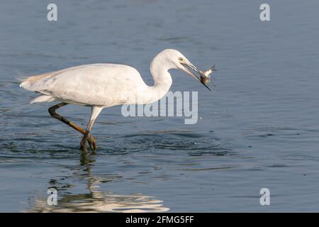 Kleiner Reiher, Egretta garzetta, Alleinfalter, der sich im Flachwasser ernährt, Coto Donana, Spanien Stockfoto